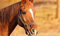 Horseback riding